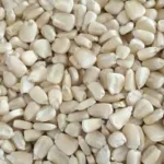 50kg Maize grain
